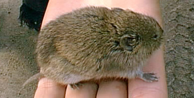 mouse1.jpg (34984 bytes)