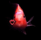 fish_kiss.jpg (7164 bytes)